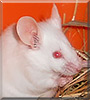 Nama the Fancy Mouse