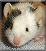 Curly the Angora Mouse