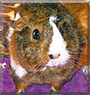 Iris the Guinea Pig
