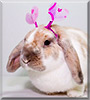 Milla the Mini Lop Rabbit