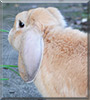 Raito the Mini lop rabbit