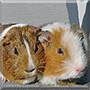 Lilly, Flöckchen the Guinea Pig