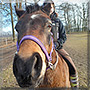 Sally the Welsh B Pony