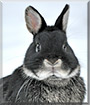 Bunzle the Netherland Dwarf mix