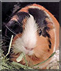 Mochi the Guinea Pig