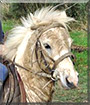 Pipps the Shetland Pony mix