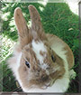 Schnuffi the Rabbit