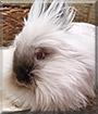 Rosie the Lionhead Dwarf Rabbit