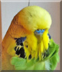 Kruemel the Budgie