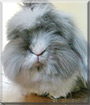 Groovy Bruce the Lionhead, Lop Rabbit