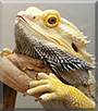 Old Man Bubbles the German Giant Bearded Dragon