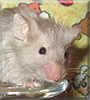 Braveheart the Fancy Mouse