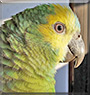 Kiki the Amazon Parrot