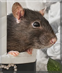 Vacak the Rat