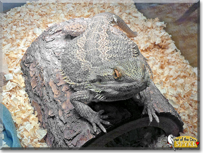 Spyke, the Pet of the Day Spyke, the Pet of the Day