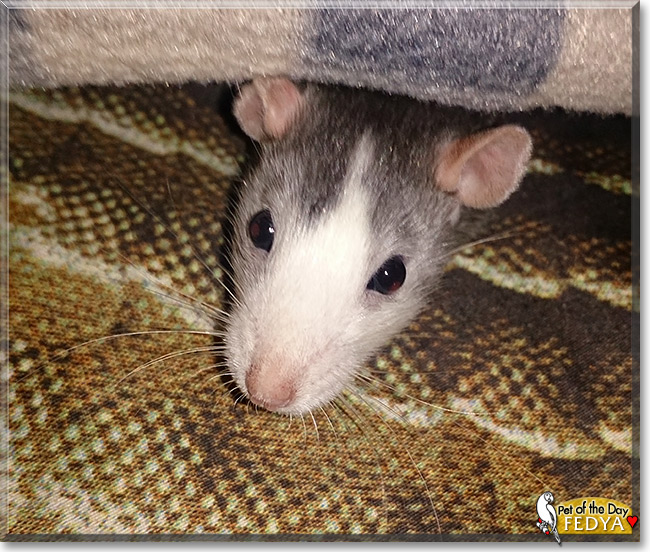 Fedya, the Pet of the Day Fedya, the Pet of the Day
