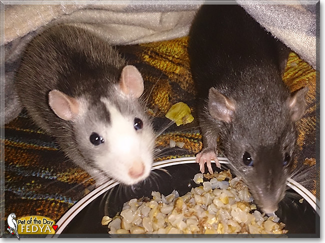 Fedya, the Pet of the Day Fedya, the Pet of the Day