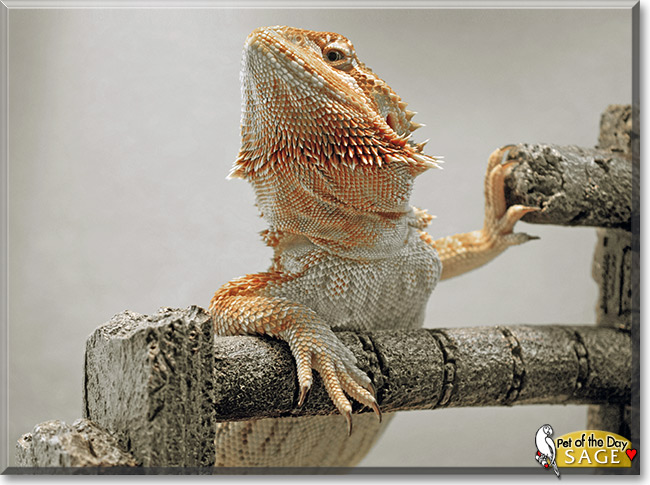 Sage, the Pet of the Day Sage, the Pet of the Day