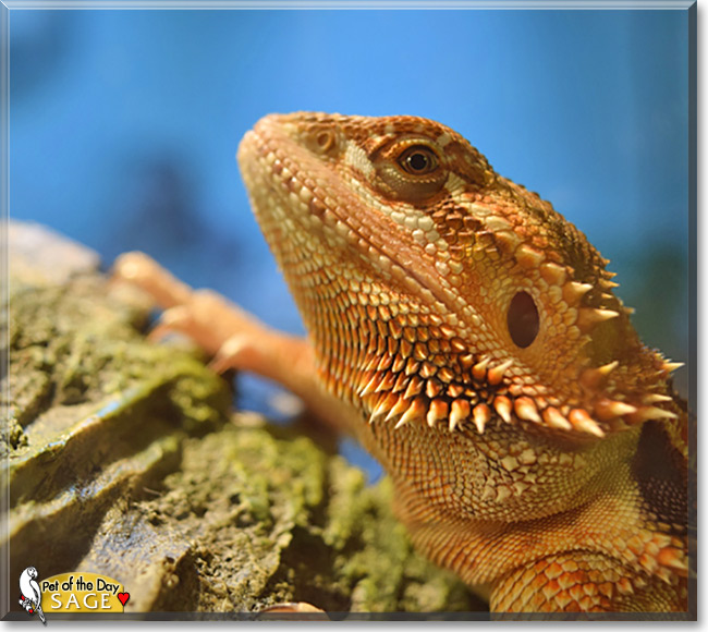 Sage, the Pet of the Day Sage, the Pet of the Day