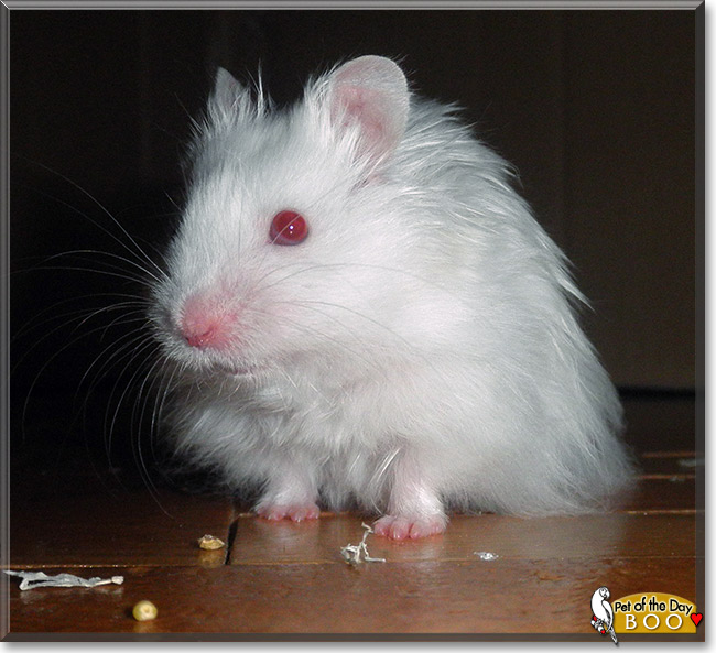 Boo, the Pet of the Day Boo, the Pet of the Day