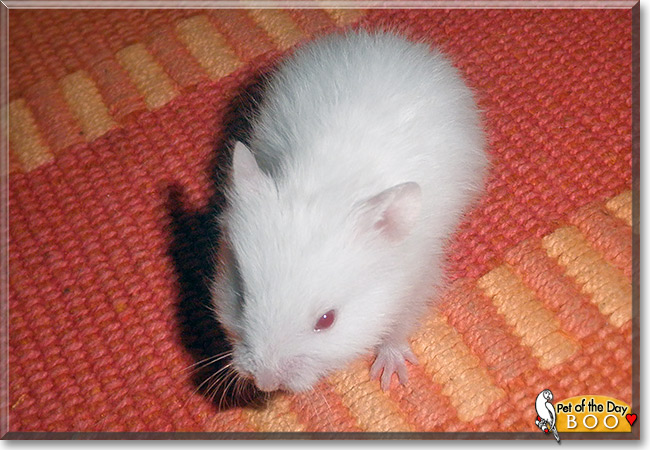 Boo, the Pet of the Day Boo, the Pet of the Day