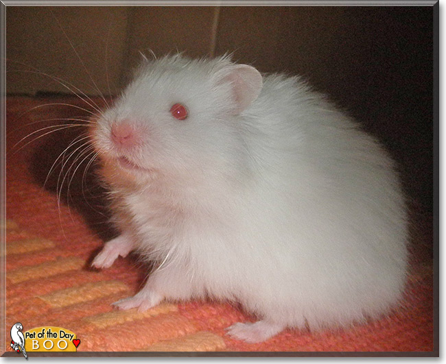 Boo, the Pet of the Day Boo, the Pet of the Day