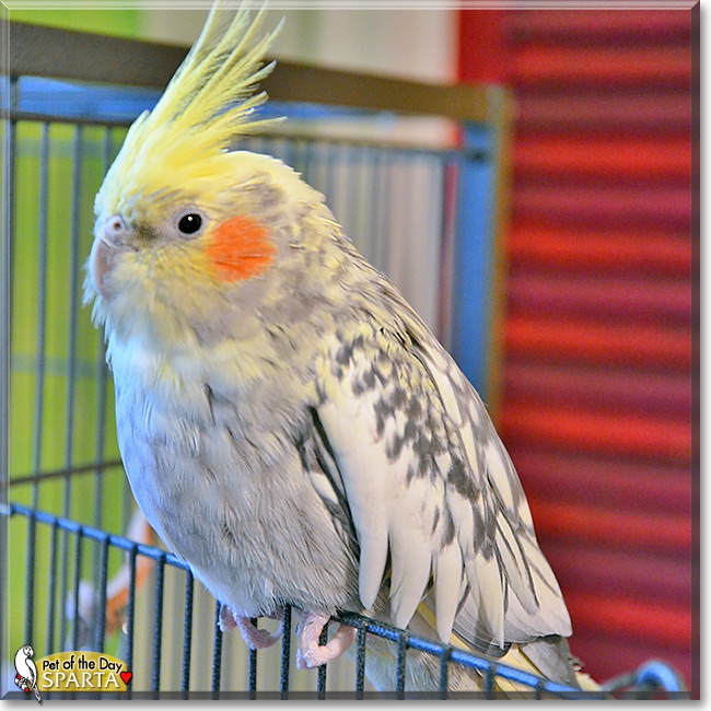 Sparta, the Pet of the Day Sparta, the Pet of the Day
