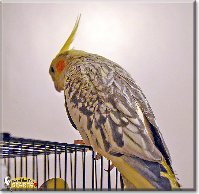 Sparta, the Pet of the Day Sparta, the Pet of the Day
