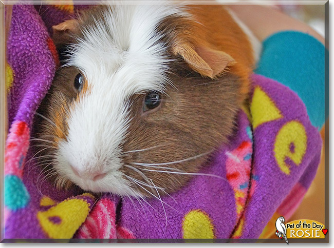 Rosie, the Pet of the Day Rosie, the Pet of the Day