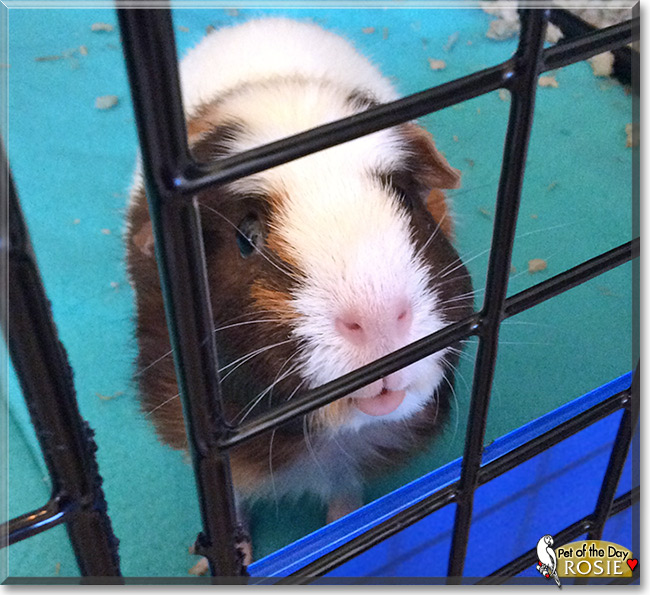 Rosie, the Pet of the Day Rosie, the Pet of the Day