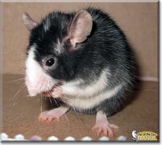 Frankie, the Pet of the Day Frankie, the Pet of the Day