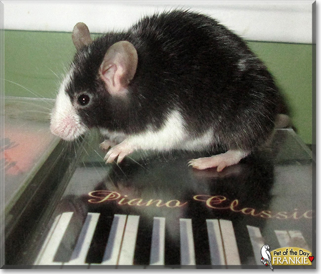 Frankie, the Pet of the Day Frankie, the Pet of the Day