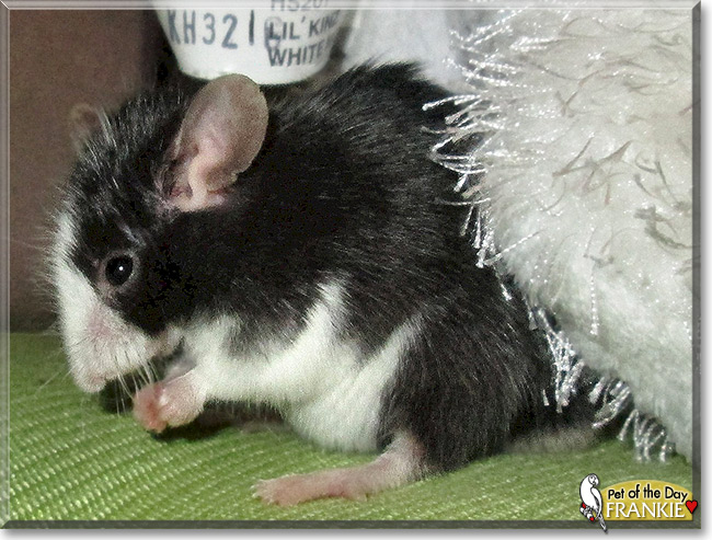 Frankie, the Pet of the Day Frankie, the Pet of the Day