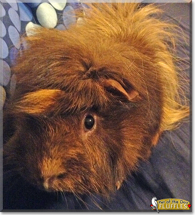 Fluffles, the Pet of the Day Fluffles, the Pet of the Day