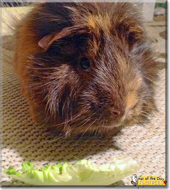 Fluffles, the Pet of the Day Fluffles, the Pet of the Day