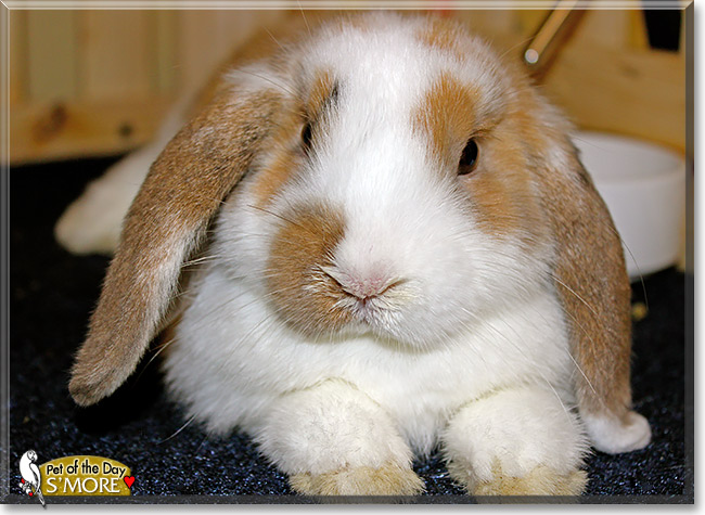 S'more, the Pet of the Day S'more, the Pet of the Day