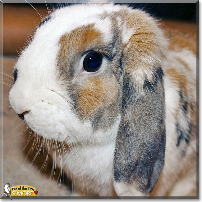 S'more, the Pet of the Day S'more, the Pet of the Day