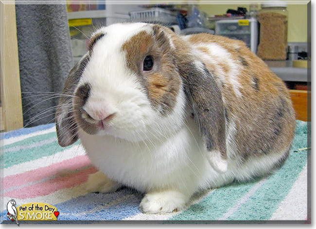 S'more, the Pet of the Day S'more, the Pet of the Day