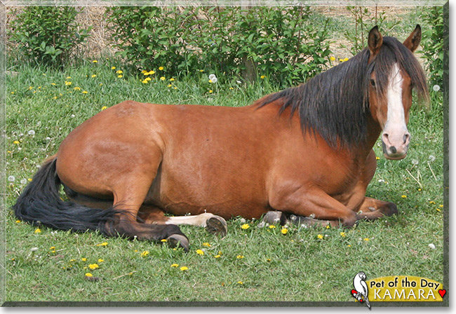 Kamara, the Pet of the Day Kamara, the Pet of the Day
