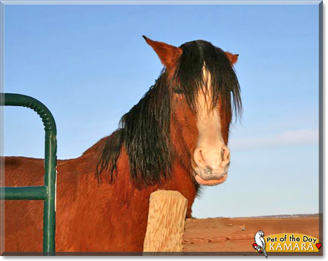 Kamara, the Pet of the Day Kamara, the Pet of the Day