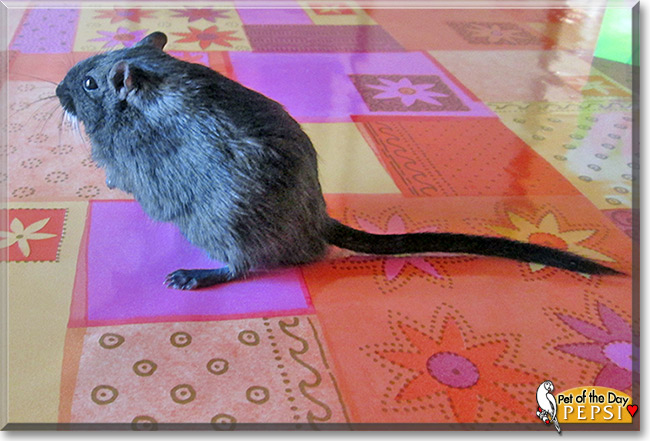 Pepsi, the Pet of the Day Pepsi, the Pet of the Day