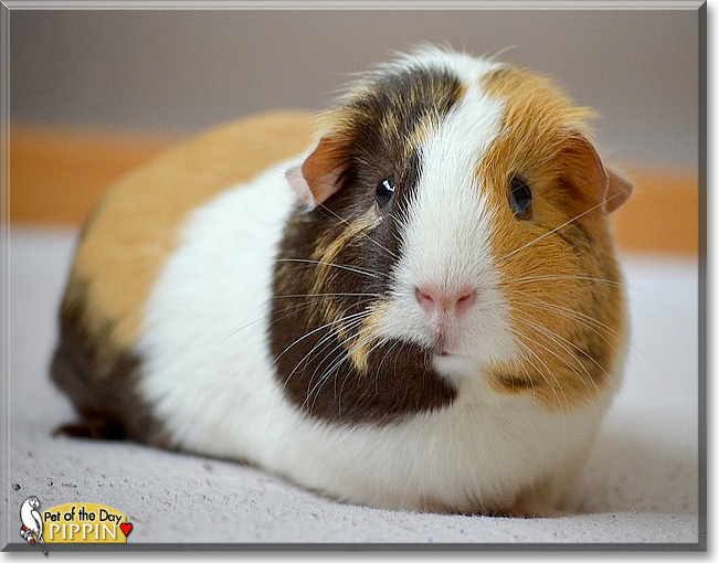 Pippin, the Pet of the Day