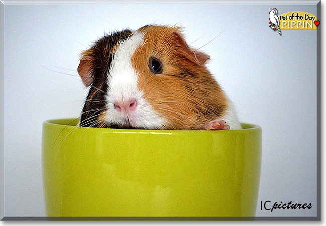 Pippin, the Pet of the Day Pippin, the Pet of the Day