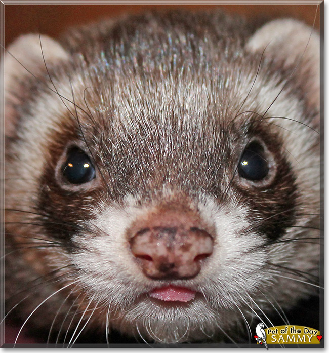 Sammy, the Pet of the Day Sammy, the Pet of the Day