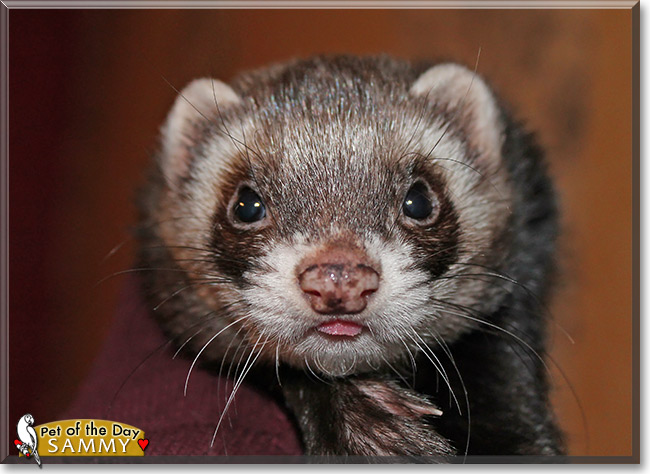 Sammy, the Pet of the Day Sammy, the Pet of the Day