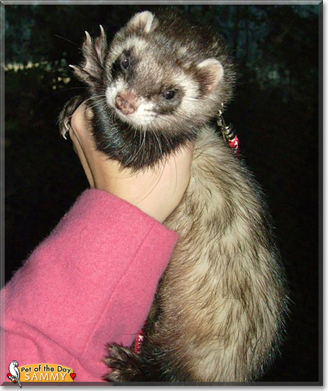 Sammy, the Pet of the Day Sammy, the Pet of the Day