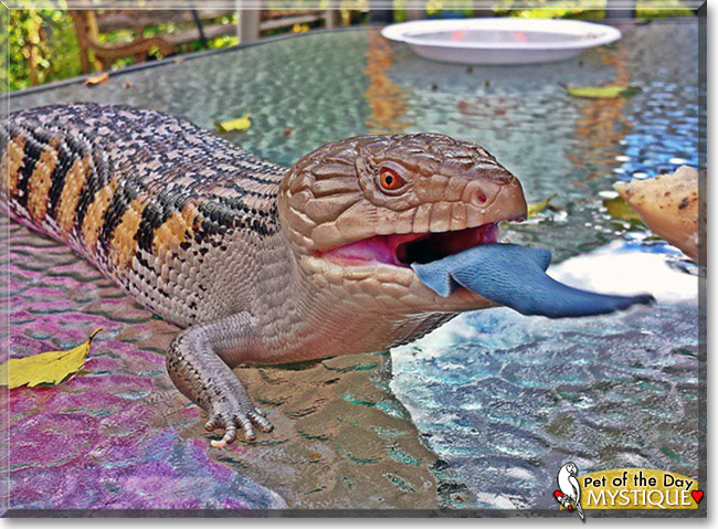 Mystique, the Pet of the Day Mystique, the Pet of the Day