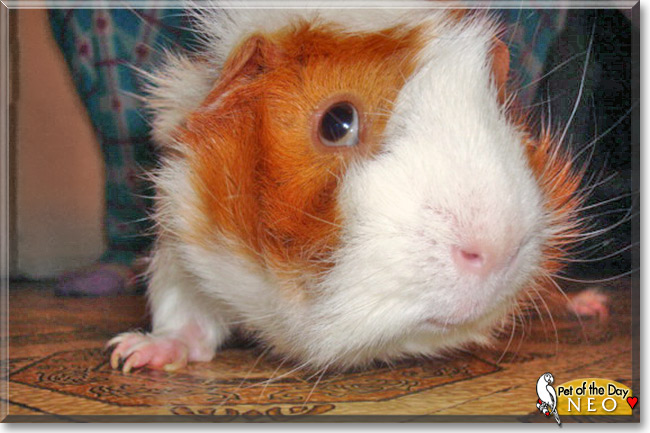 Neo, the Pet of the Day Neo, the Pet of the Day