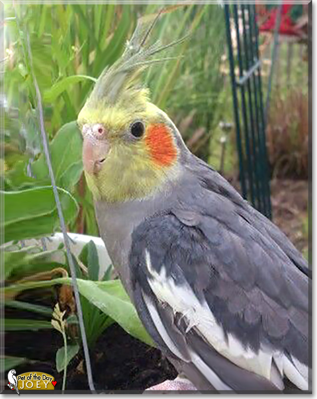 Joey, the Pet of the Day