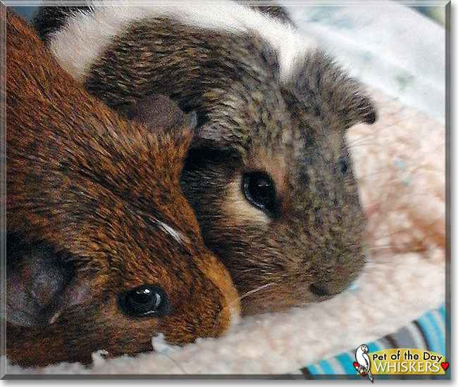 Whiskers, the Pet of the Day Whiskers, the Pet of the Day